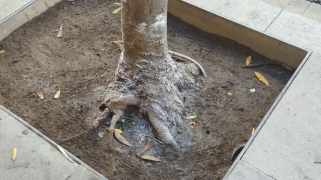 Imatge de l'Anna Bausà (vía xarxes socials)