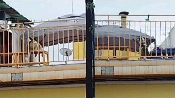 Imatges del gos lligat a la terrassa de l'habitatge a Sistrells. Font: Ceiddes per Metrópoli Barcelona