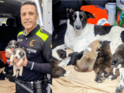 Nou cadells com a reclam al carrer: la intervenció que els ha salvat la vida al Poblenou