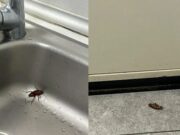 Denuncien paneroles a un centre sanitari de Santa Coloma de Gramenet